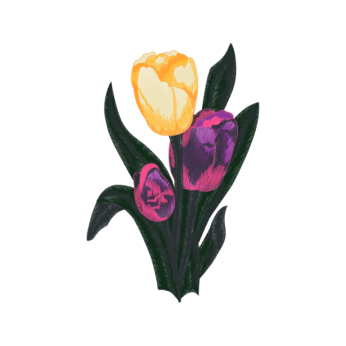 Cattleya Orchids Animals Cattleya Orchids Animals