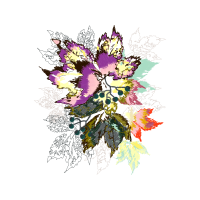 Cattleya Orchids Animals