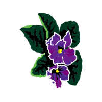 Cattleya Orchids Animals Cattleya Orchids Animals