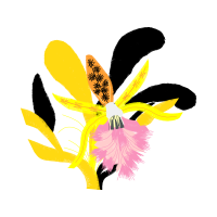 Cattleya Orchids Animals Cattleya Orchids Animals