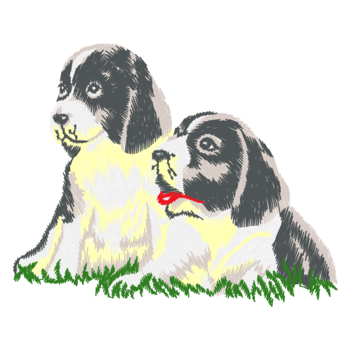 Cavalier King Charles Spaniel Animals Cavalier King Charles Spaniel Animals