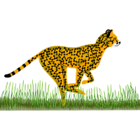 Cheetah Animals