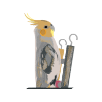 Cockatiel Animals