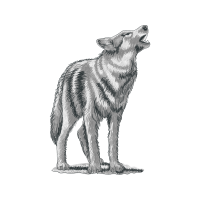 Czechoslovakian Wolfdog Animals