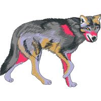 Czechoslovakian Wolfdog Animals