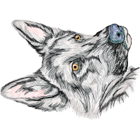 Czechoslovakian Wolfdog Animals