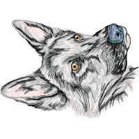 Czechoslovakian Wolfdog Animals