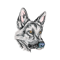 Czechoslovakian Wolfdog Animals