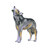 Czechoslovakian Wolfdog Animals