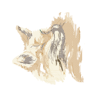 Czechoslovakian Wolfdog Animals Czechoslovakian Wolfdog Animals