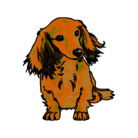 Dachshund Animals