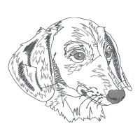 Dachshund Animals Dachshund Animals