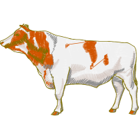 Dairy Cattle Animals
