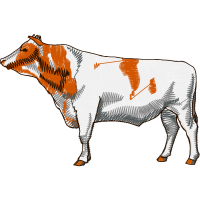 Dairy Cattle Animals