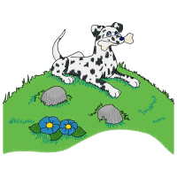Dalmatian Dog Animals Dalmatian Dog Animals