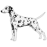 Dalmatian Dog Animals Dalmatian Dog Animals