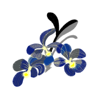 Dendrobium Animals Dendrobium Animals