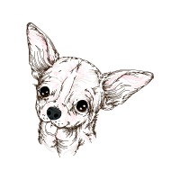 Devon Rex Animals Devon Rex Animals