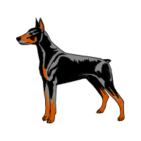 Dobermann Animals Dobermann Animals