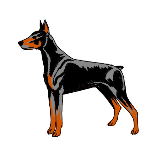 Dobermann Animals Dobermann Animals