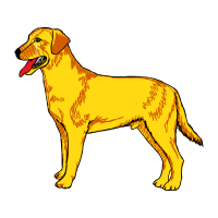 Dog Animals Dog Animals