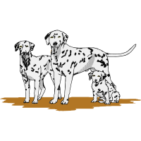 Dog Animals Dog Animals