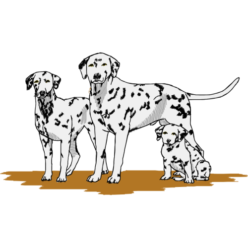 Dog Animals Dog Animals