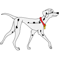 Dog Animals Dog Animals