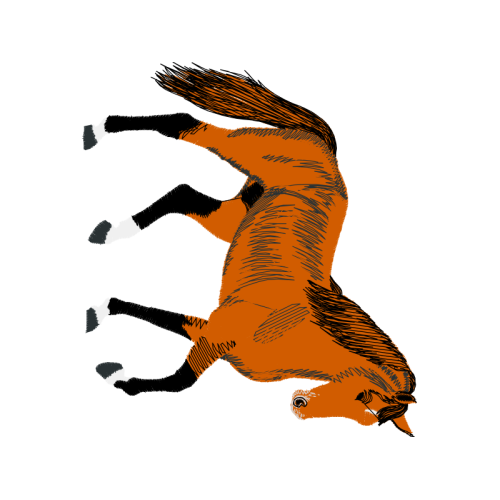 Dog Animals Dog Animals