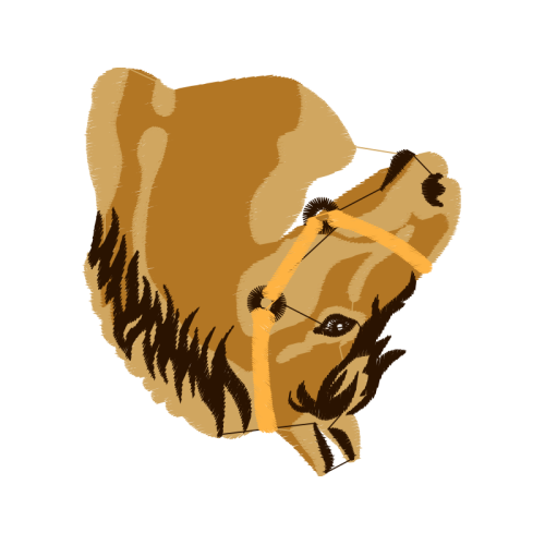 Dog Animals Dog Animals