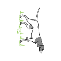 Dog Animals Dog Animals