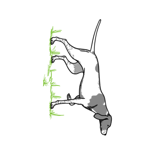 Dog Animals Dog Animals