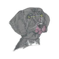 Dog Animals Dog Animals