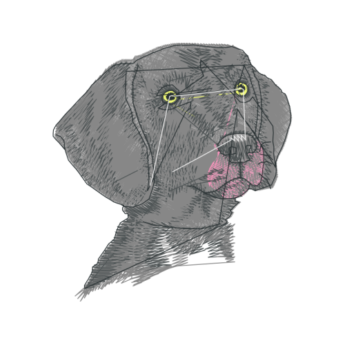 Dog Animals Dog Animals