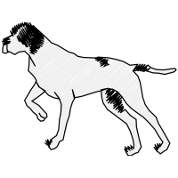 Dog Animals Dog Animals