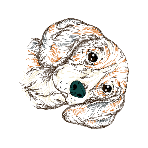 Dog Animals Dog Animals