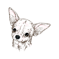 Dog Animals Dog Animals