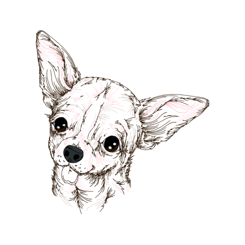 Dog Animals Dog Animals