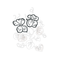 Drawing Animals Drawing Animals