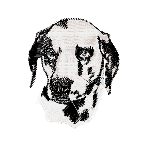 Drawing Animals Drawing Animals