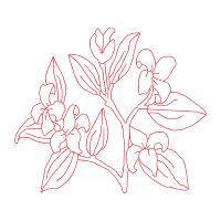 Drawing Animals Drawing Animals