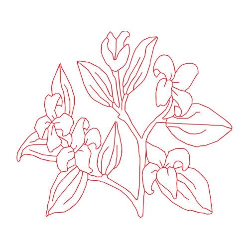 Drawing Animals Drawing Animals