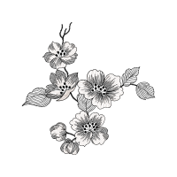 Drawing Animals Drawing Animals