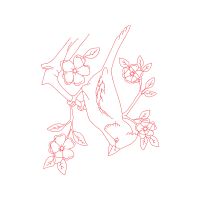 Drawing Animals Drawing Animals