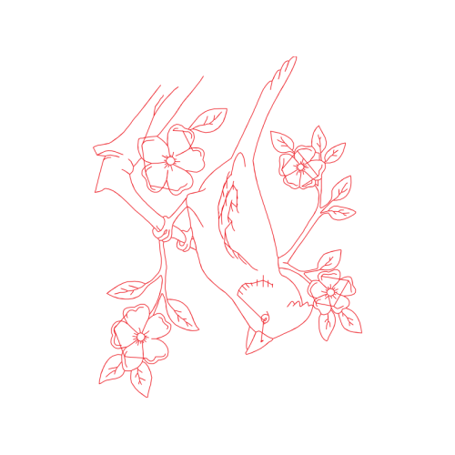 Drawing Animals Drawing Animals