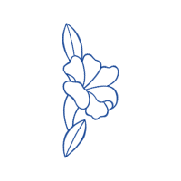 Drawing Animals Drawing Animals