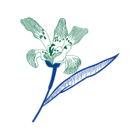 Drawing Animals Drawing Animals