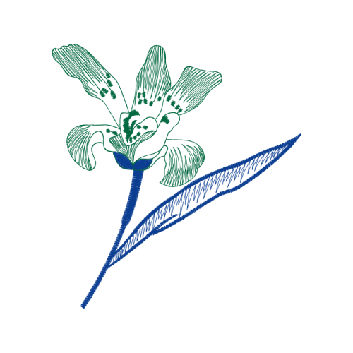 Drawing Animals Drawing Animals