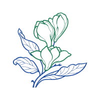 Drawing Animals Drawing Animals