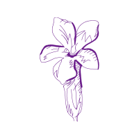 Drawing Animals Drawing Animals